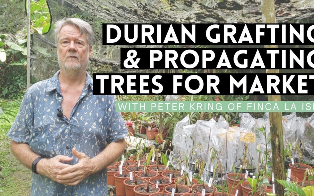 Durian Grafting & Propagating Trees for Market (Peter Kring: Finca La Isla)