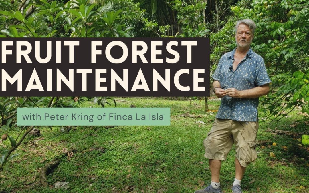 Fruit Forest Maintenance (Peter Kring: Finca La Isla)
